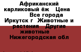 Африканский карликовый ёж › Цена ­ 6 000 - Все города, Иркутск г. Животные и растения » Другие животные   . Нижегородская обл.